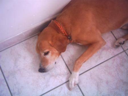 encore mon chien !